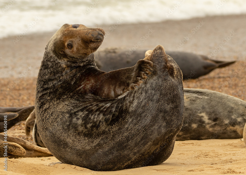 Fototapeta premium Grey Seal resting on beach