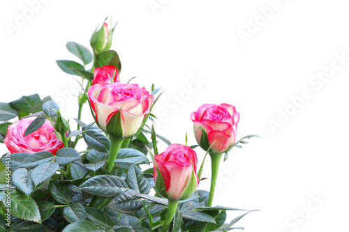 The Roses isolated on a white background. Bush of rose. Blooming rose