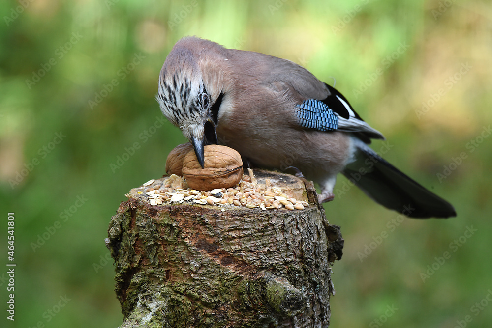 Naklejka premium Eichelhäher