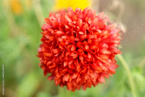 Ixora coccinea  also known as jungle geranium with blur background