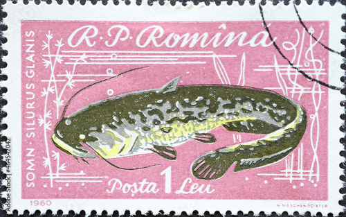 Romania - Circa 1960: a postage stamp printed in the Romania showing a Wels Catfish (Silurus glanis) photo