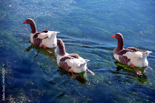 group of swans