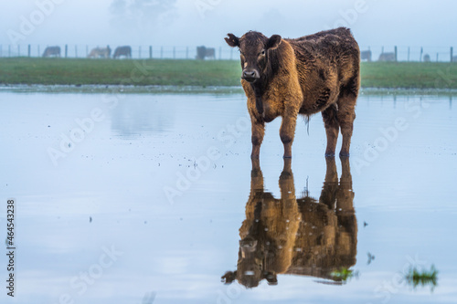 Angus and murray greey cows running through water in a paddock and field, in Australia photo