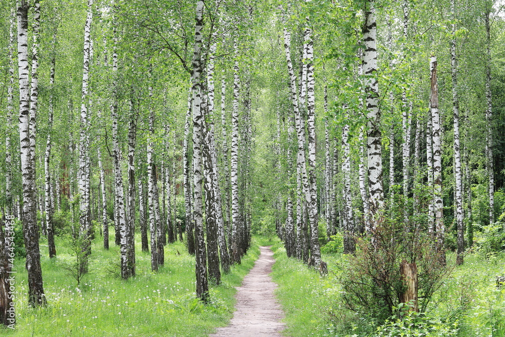 Obraz premium Young birch with black and white birch bark in spring in birch grove against background of other birches