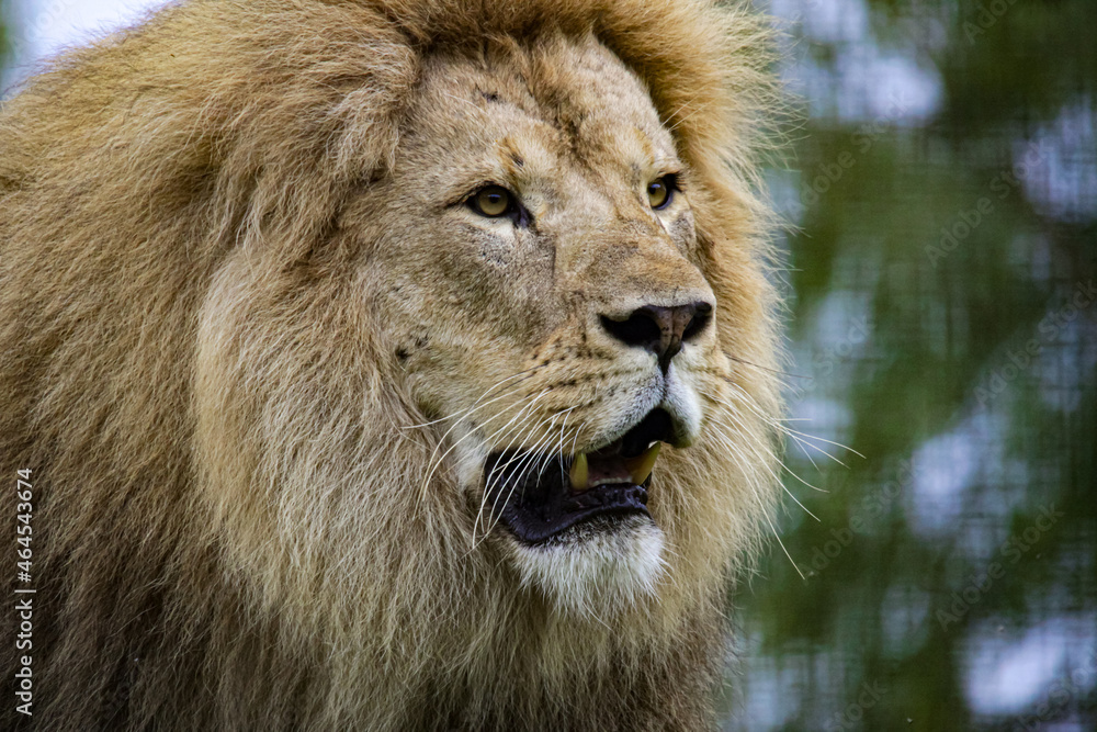 Naklejka premium portrait of a lion