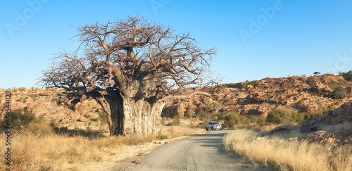 majestic old baobab tree next to sand road with car as reference to size