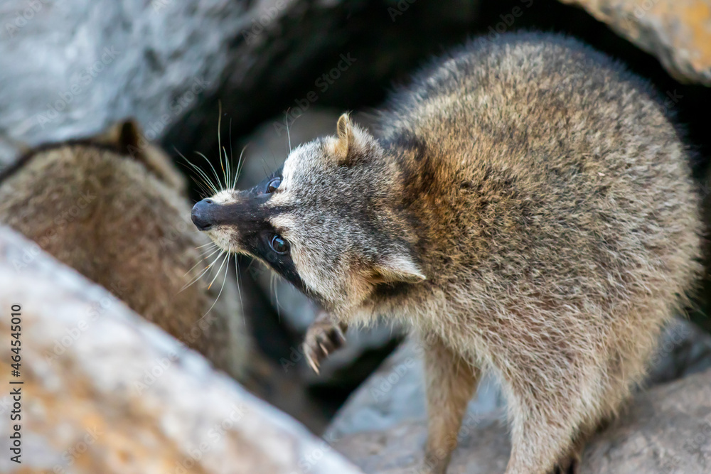 Naklejka premium Mapache