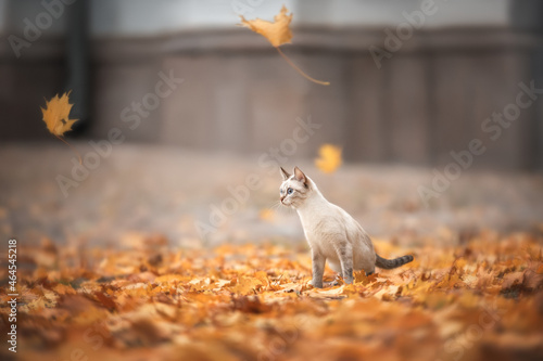 Photography A cat walks among orange autumn leaves