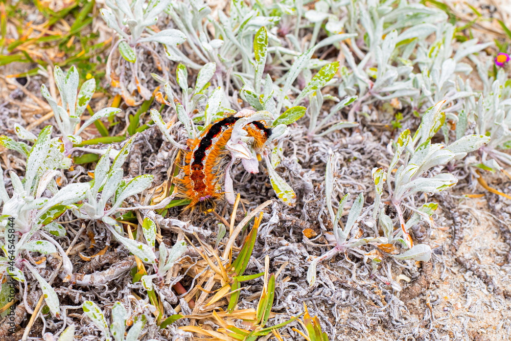 Cape Lappet Moth caterpillar on coastal flora