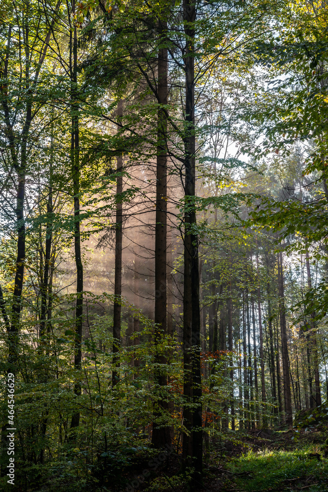 Sunbeams shining through trees in autumn colors Sunbeams shining through trees in autumn colors