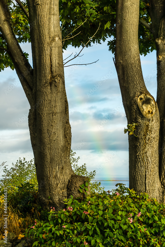 Fototapeta premium Trees And Rainbow