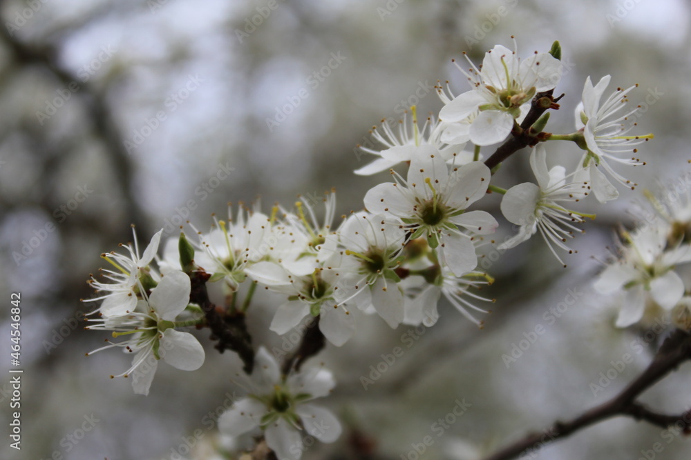 Obraz premium Apfelblüten