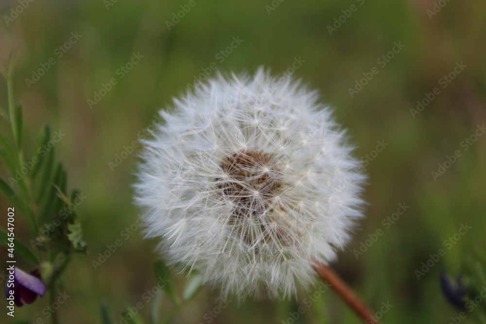 Fototapeta premium Pusteblume