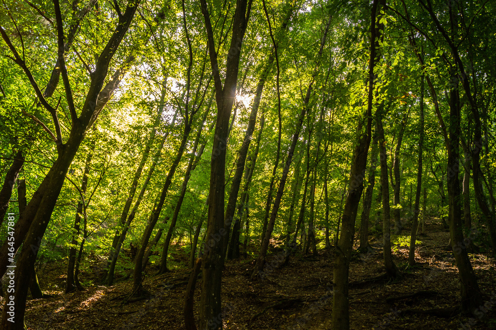 Fototapeta premium sun rays in the forest