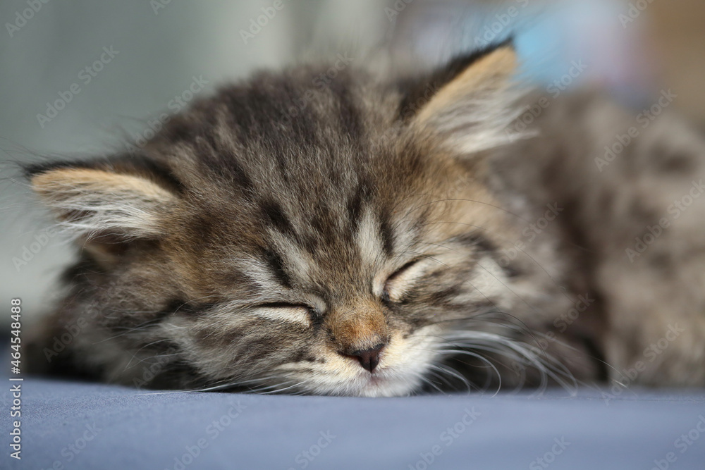 Cute little grey striped kitten sleeps on gray background.