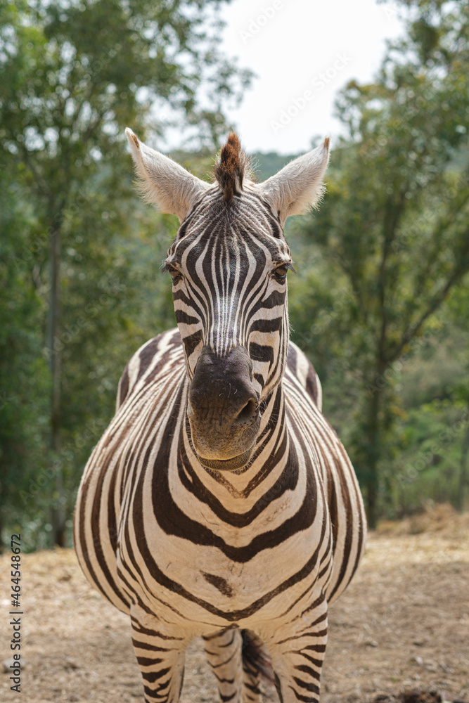 Fototapeta premium captive zebras posing against background