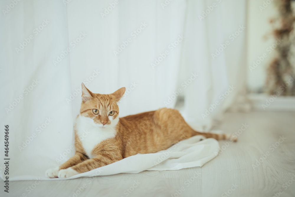 Rudy kot domowy leżący na zasłonce - obrazy, fototapety, plakaty 