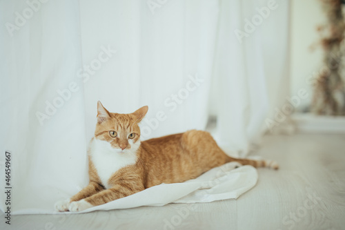 Rudy kot domowy leżący na zasłonce photo