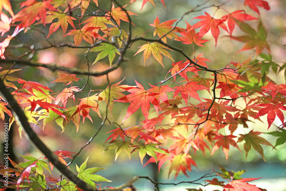 Colourful autumn leaves of the Japanese maple. Colourful autumn leaves of the Japanese maple.