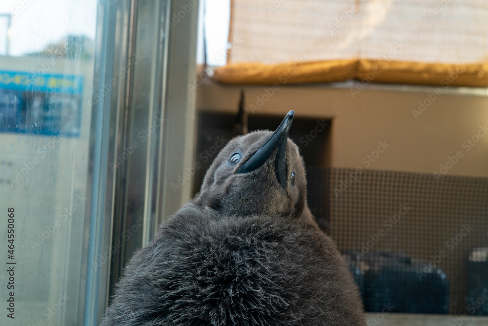 A sleepy chick of a king penguin.
