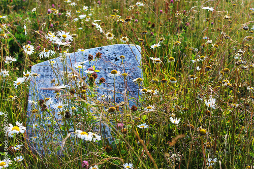 An old granite headstone in a disused cemetery, overgrown by grass and wildflowers.