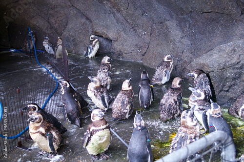 Observe penguins in the aquarium