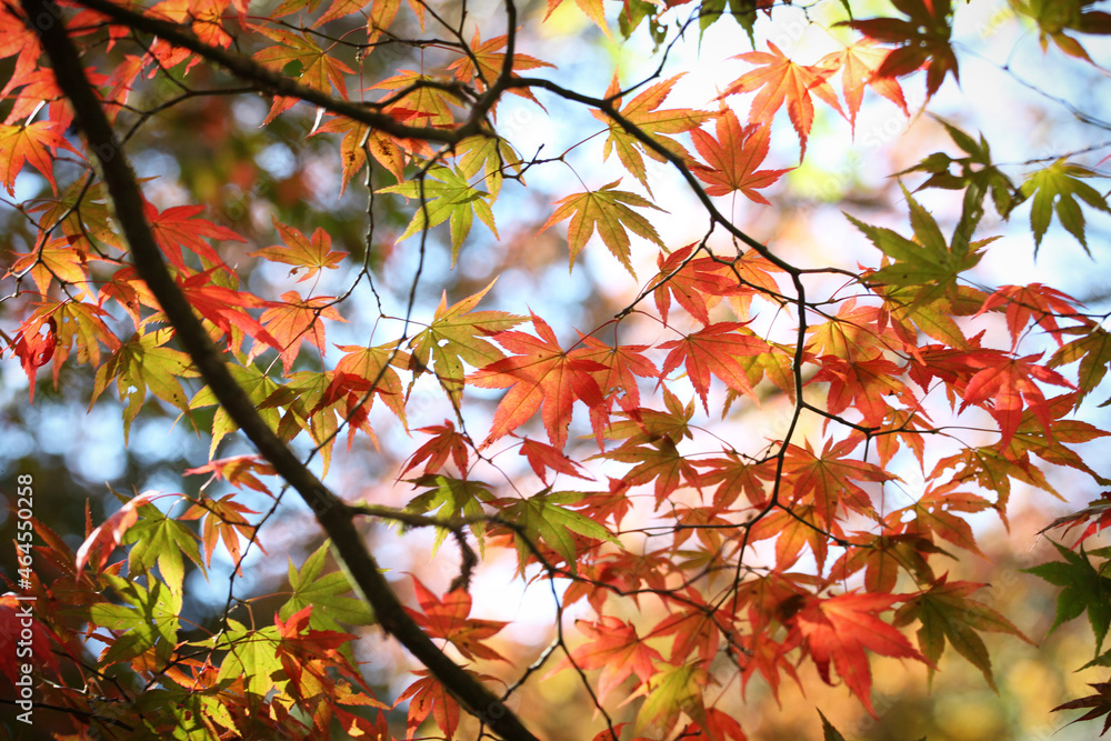 Colourful autumn leaves of the Japanese maple. Colourful autumn leaves of the Japanese maple.