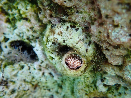 Unusual brown and white sea snail (Thylacodes, Vermetidae) with asymmetric shell attached to the rock photo