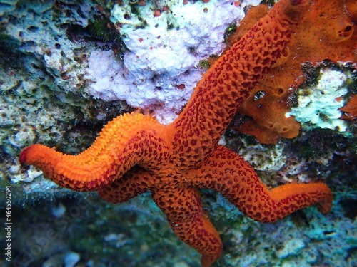Mediterranean red sea star (Echinaster sepositus) waving one arm