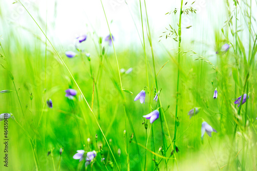 łąka meadow tapeta wallaper