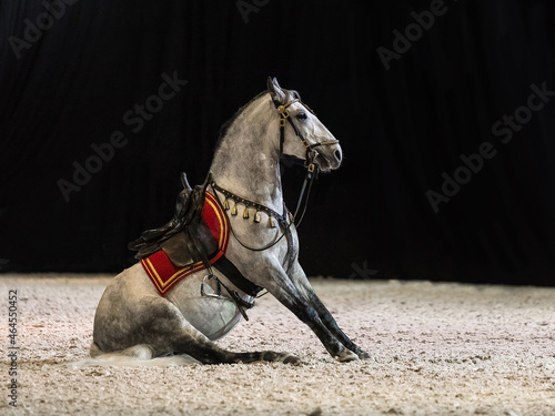 A white horse sits on the floor. Lipizzaner under the saddle and with a frenulum. Side view. Horse tricks. Black background