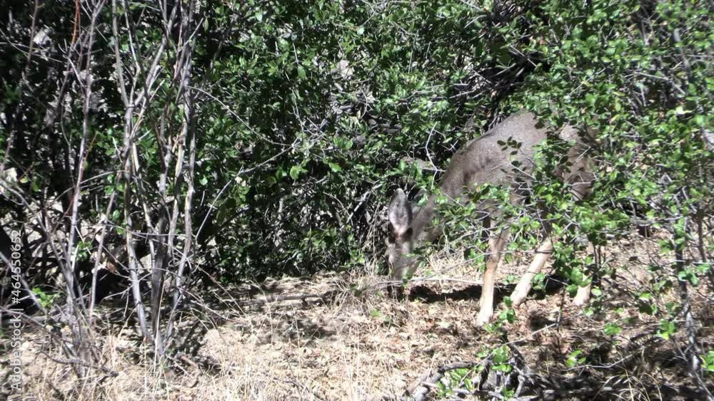 Mule Deer Browsing and Hiding in an Oak Tree Wood During Rutting Season in the California Hills Mule Deer Browsing and Hiding in an Oak Tree Wood During Rutting Season in the California Hills
