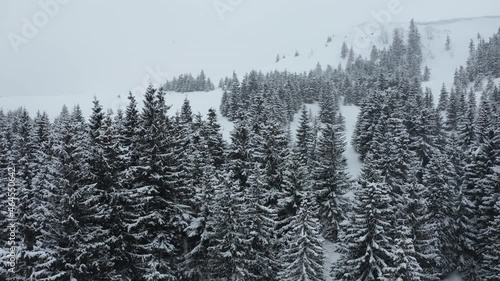 Flying above snowy forest. Snowfall in winter. Snow storm above frozen trees. Aerial view of snow cowered trees in Mountains 