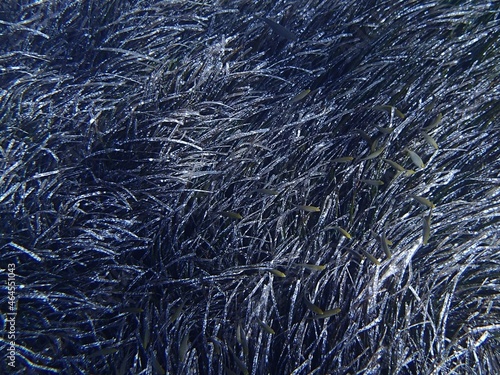 Seagrass algae meadow (Posidonia oceanica) and shoal of fish swimming around