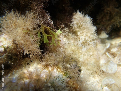 Detail of bight brown and vivid green algae covering reef