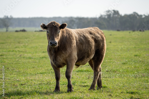 Angus and murray greey cows running through water in a paddock and field, in Australia photo