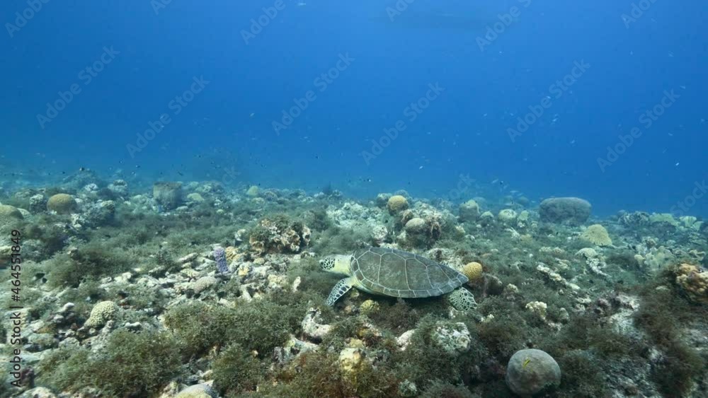 Seascape with Green Sea Turtle in coral reef of Caribbean Sea, Curacao Seascape with Green Sea Turtle in coral reef of Caribbean Sea, Curacao