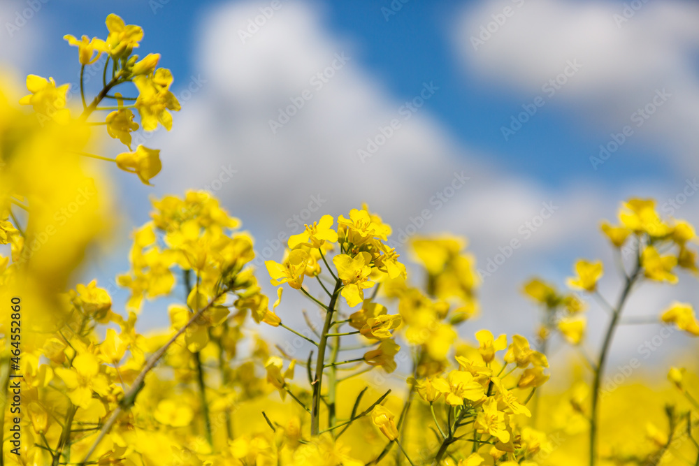 Canols/Rapeseed Crops in the Spring Sunshine, with a Shallow Depth of Field Canols/Rapeseed Crops in the Spring Sunshine, with a Shallow Depth of Field