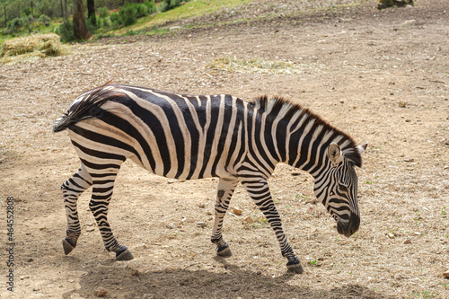 captive zebras posing against background