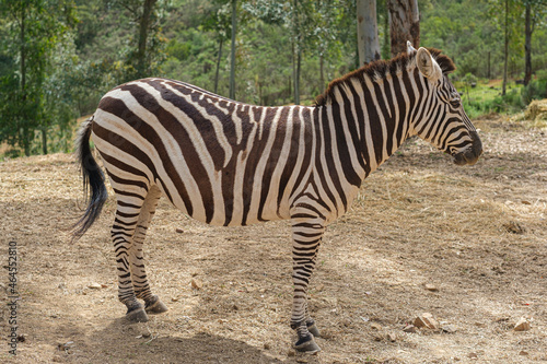 captive zebras posing against background