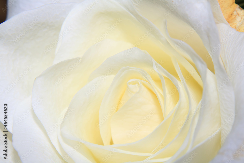 White Rose Close Up of the Flower Petals