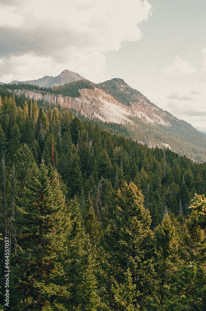 Wild Montana Forests on Film
