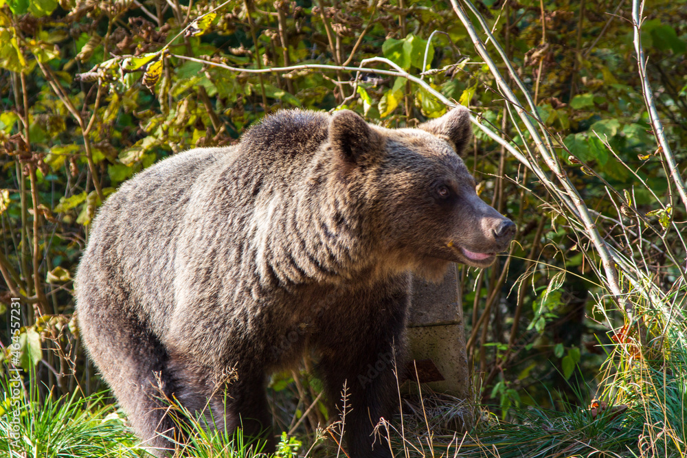 Wild bear on a street in Romania