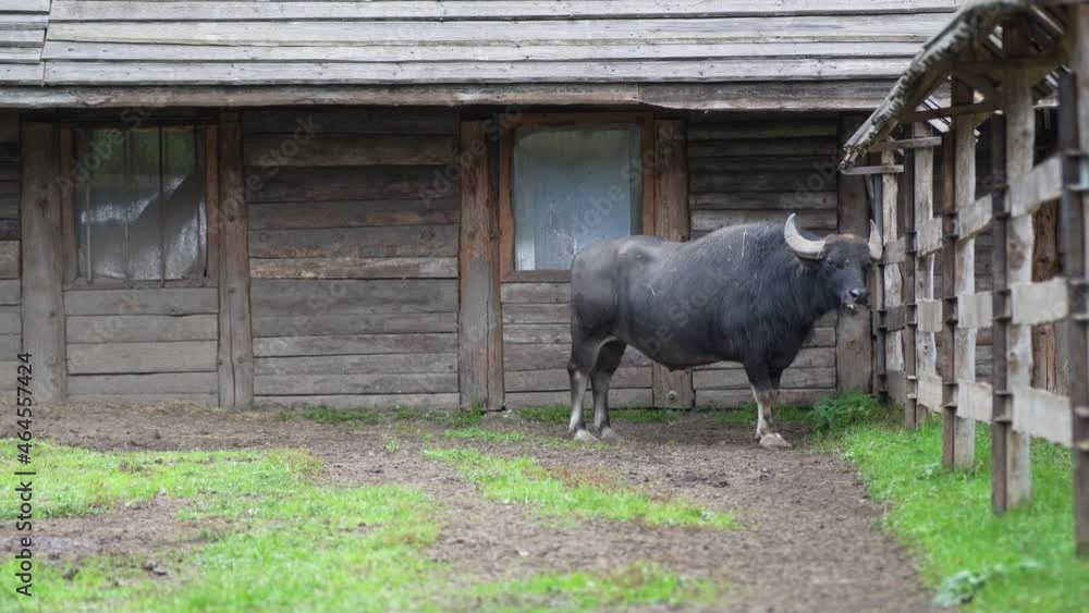 A black buffalo stands in the zoo enclosure A black buffalo stands in the zoo enclosure
