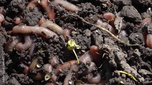Earthworms come out of the ground after rain