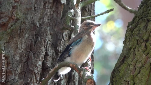 An adult Jay chick sits on a tree branch