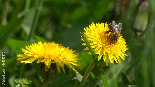 A bee collects nectar and pollen from a dandelion flower