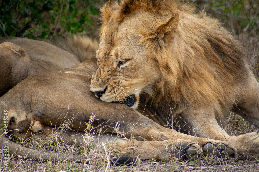 Fototapeta premium African Lion