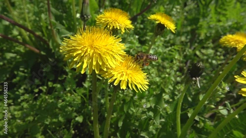 A bee collects nectar and pollen from a dandelion flower