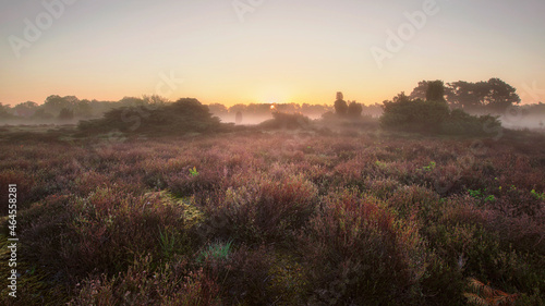 buurserzand Swamp in the morning 4